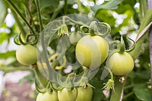Green tomatoes ripen on a branch. Selective focus