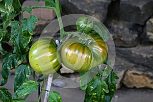 Green tomatoes ripen on the branches of a tomato bush