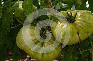 Green tomatoes ripen on a bush branch