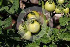 Green tomatoes ripen on a bush in a garden