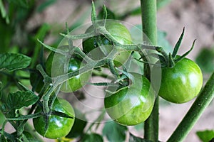 Green tomatoes ripen close up