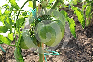 Green tomatoes ripen in the greenhouse.