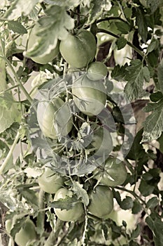 Green tomatoes ripen in a greenhouse on the branches of a plant