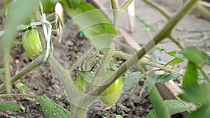 green tomatoes ripen in the greenhouse in early spring.