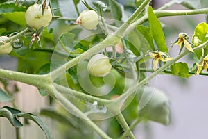 Green tomatoes ripen on the tomato branch. Green tomato baby plant. Small bunch of baby tomatoes growing.