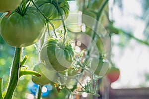 Green tomatoes ripen on tomato plants in a greenhouse