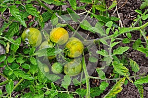 Green tomatoes on a stalk