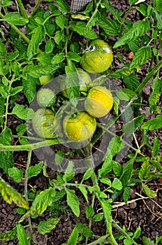 Green tomatoes on a stalk