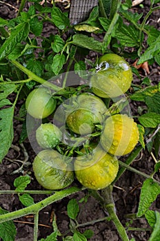 Green tomatoes on a stalk