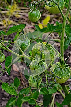 Green tomatoes on a stalk