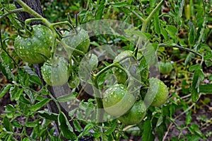 Green tomatoes on a stalk