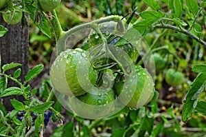 Green tomatoes on a stalk