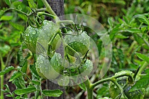 Green tomatoes on a stalk