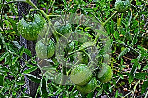 Green tomatoes on a stalk