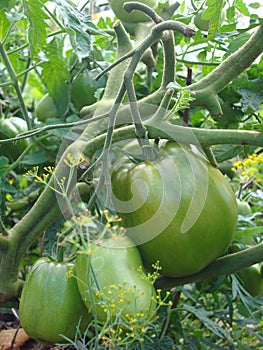 Green tomatoes on the stem