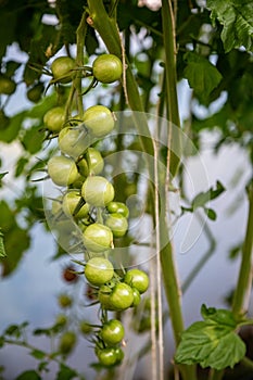 Green tomatoes surrounded by healthy foliage, symbolizing the beginning of their growth process and the vibrant life present in a