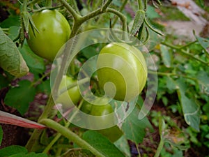 Green tomatoes on the tree