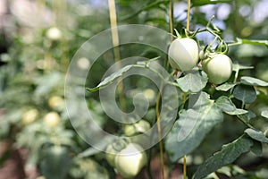 Green tomatoes with unusual leaves on farm closeup