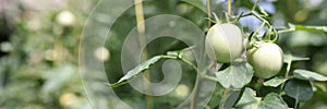 Green tomatoes with unusual leaves on farm closeup