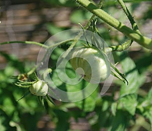 Green Tomatoes on the Vine