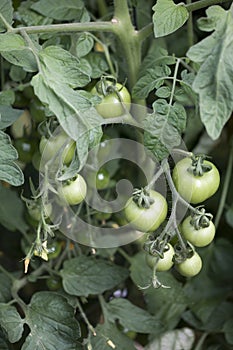 Green tomatoes on the vine