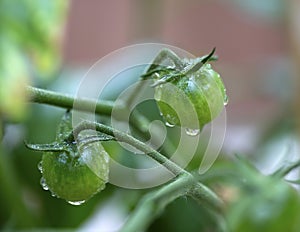 Green Tomatoes on the Vine