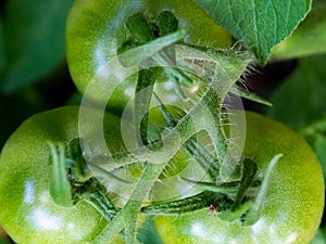 Green Tomatoes on the Vine, Close Up