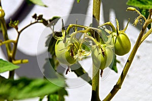 Green tomatoes on vine