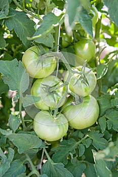 Green tomatoes on the vine growing in the garden.