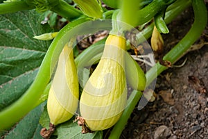 Two ripe yellow summer squash ready for harvesting.