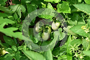 Green tomatos on green plants