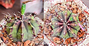 Green tone, Gymnocalycium mihanovichii is a type of cactus that is bred from Thailand