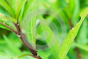 Green tone leaf isolate on background in sping summer