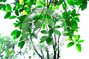 Green tone leaf isolate on background in sping summer