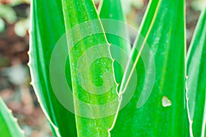 Green tone leaf isolate on background in sping summer