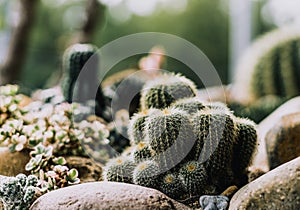 Green tone Real nature background. Beauty cactus echinocactus grusonii echinocactus platyacanthus Cereus jamacaru