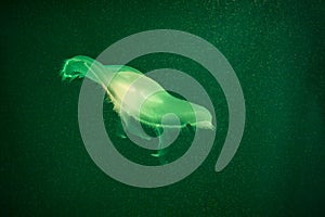 Green toned jellyfish in dark water