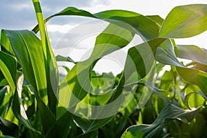 Green top of maize corn crops in agricultural plantation