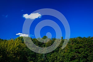 Green top of trees and vibrant blue sky nature photography scenic view background space empty copy or your text here