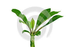 Green top Wood of Plumeria tree, shape isolated on white background.