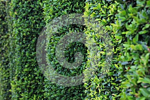 Green topiary hedging wall with copy space