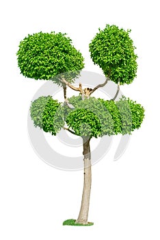 Green topiary tree for garden isolated