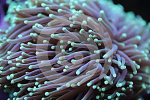 Green Torch Coral ( Euphyllia glabrescens ) photo