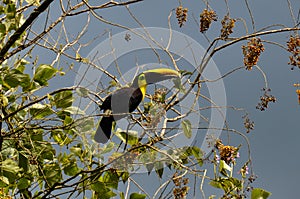 Green Toucan in Osa Peninsula, Costa Rica photo