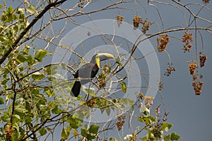 Green Toucan in Osa Peninsula, Costa Rica