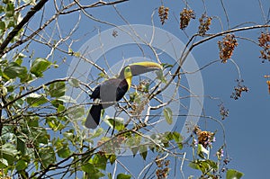 Green Toucan in Osa Peninsula, Costa Rica