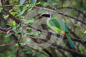 Green toucan in a tree