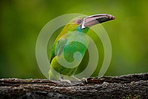 Green toucan on the tree branch. Tropic wildlife. Crimson-rumped Toucanet, Aulacorhynchus haematopygus, green and red small toucan