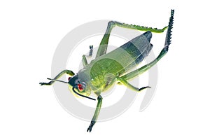 Green toy grasshopper close-up, on a white background, isolated