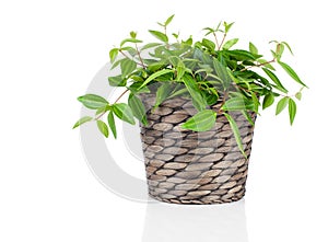 Green tradescantia plant in pot